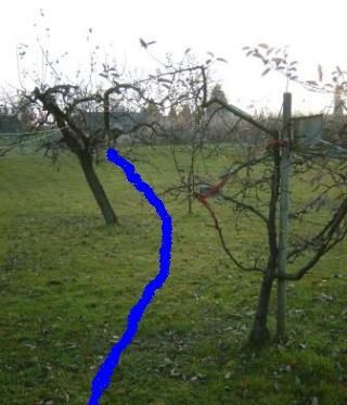 Die blaue Line zeigt den Weg der Strahlung und diese Pflanzen sind
