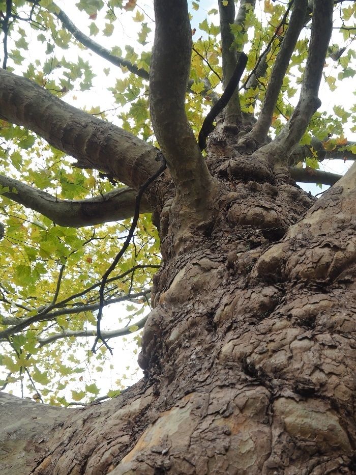 Ein Baum braucht starke Wurzeln, wir auch.